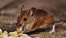 24 Hour & Emergency Exterminators in Montezuma, NC